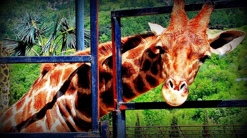 Защищено: Зоопарки — во зло, во благо ли ?